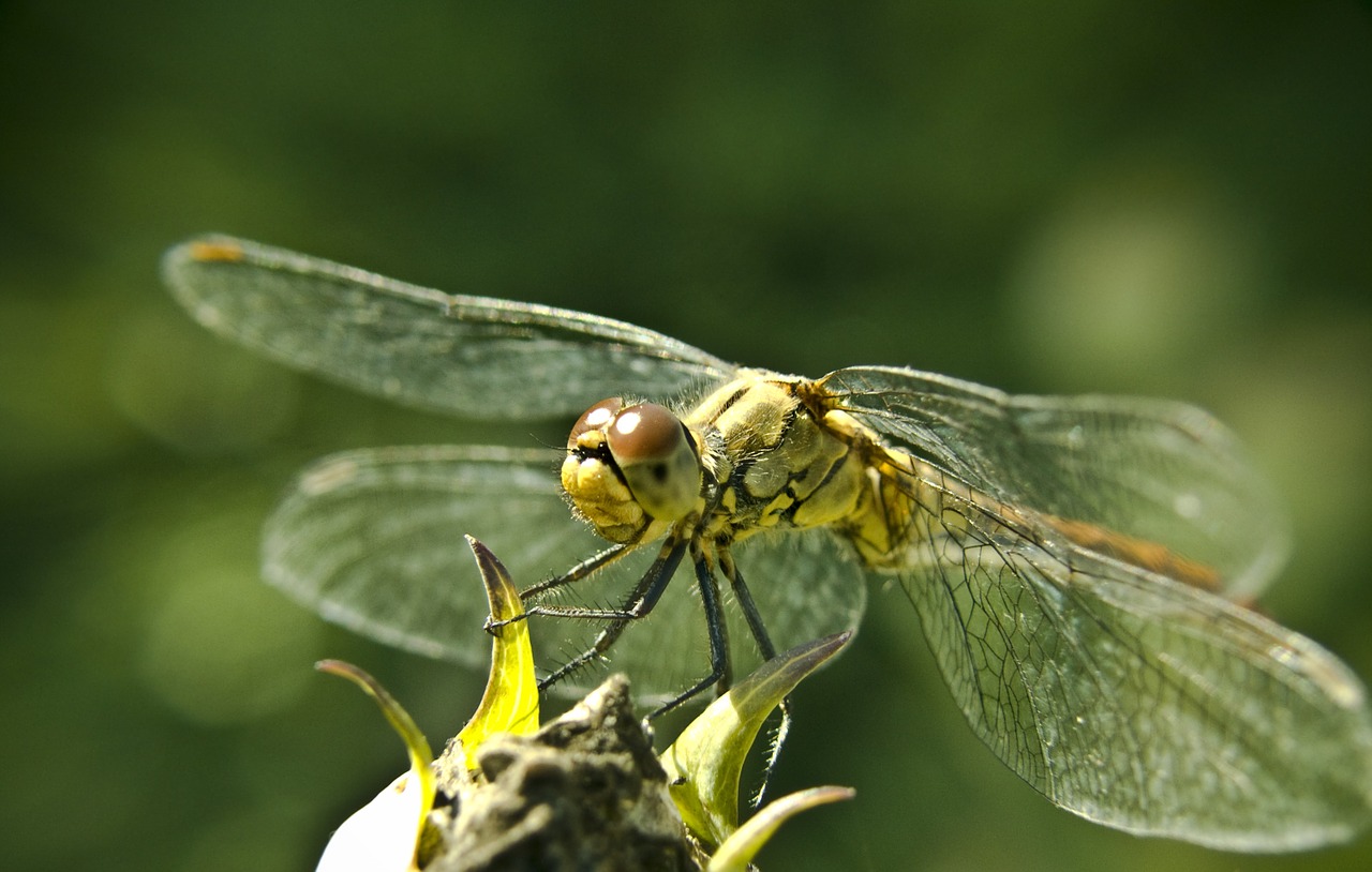 dragonfly macro close free photo