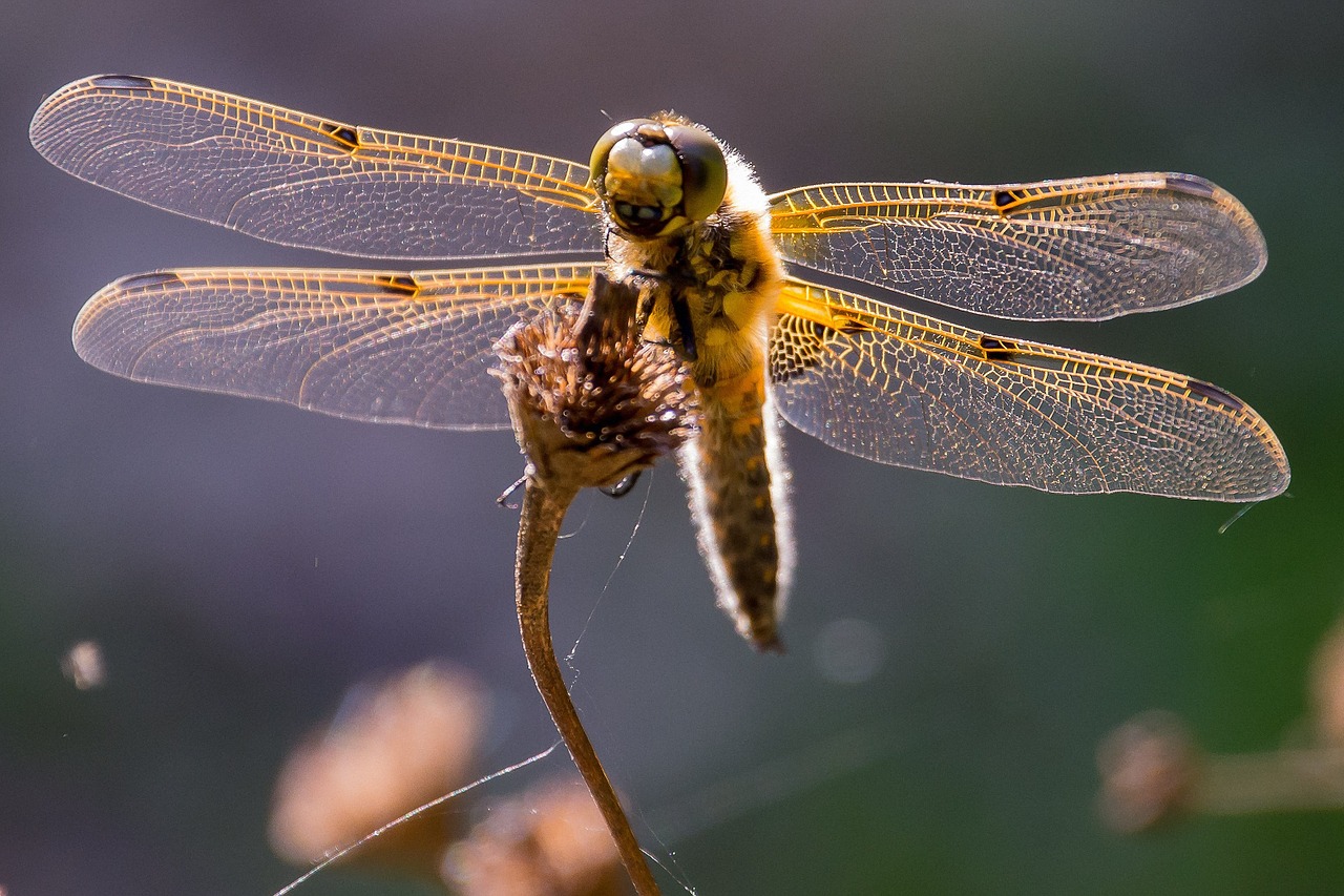 dragonfly close insect free photo