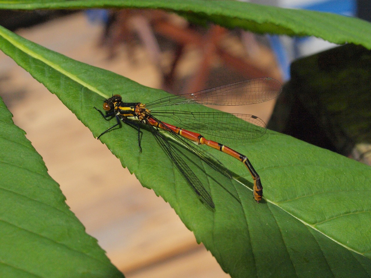 dragonfly insect freshly hatched free photo