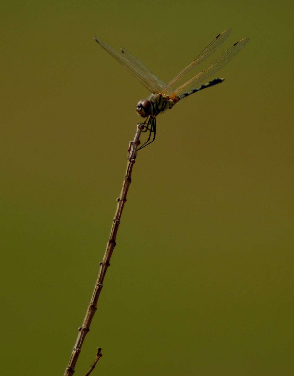 dragonfly on top hold free photo