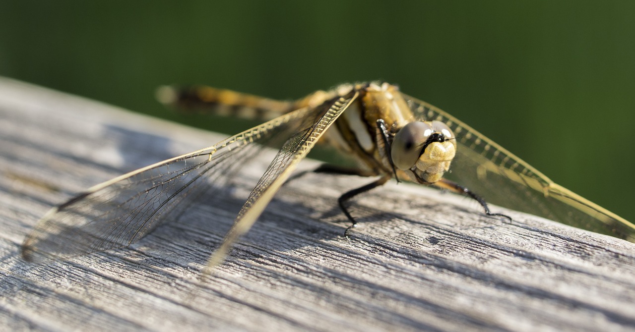 dragonfly insect macro free photo