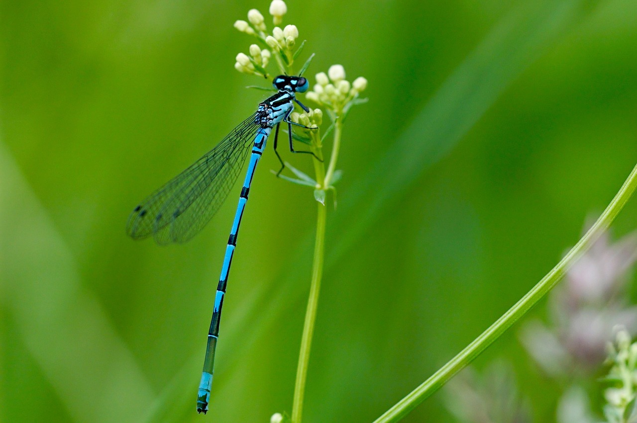 dragonfly insect nature free photo