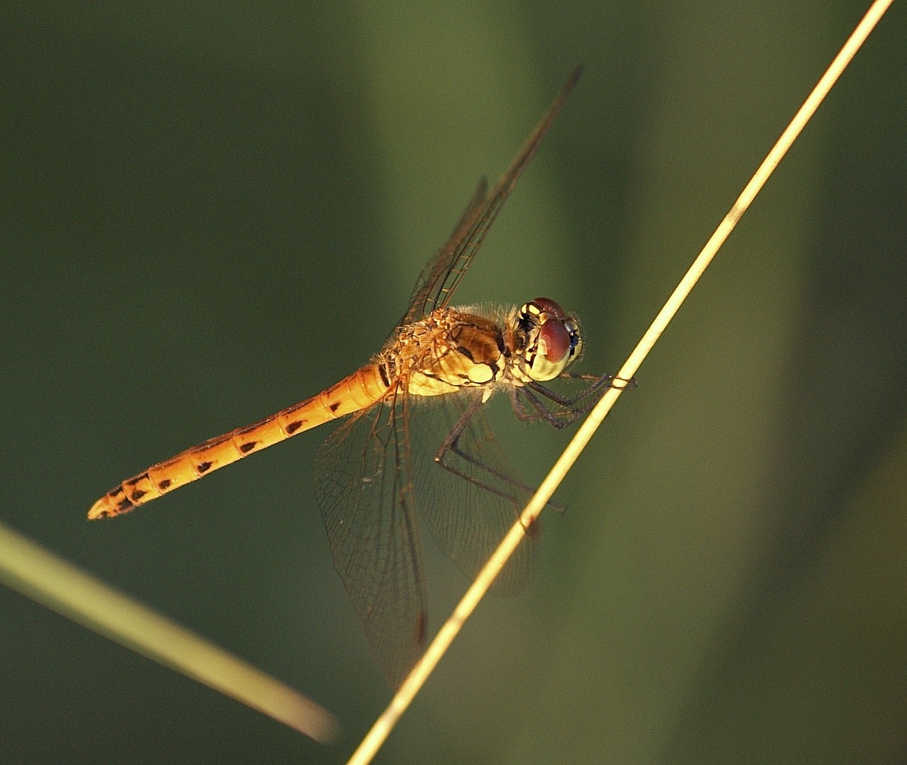 dragonfly wing nature free photo