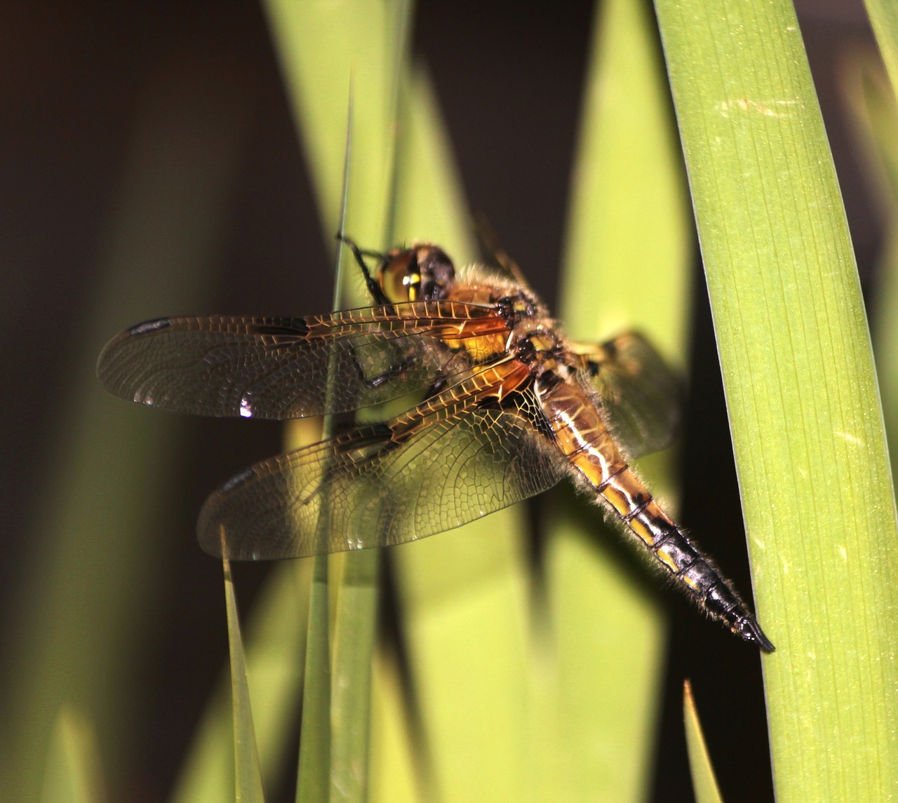 dragonfly aquatic animal outstrip free photo