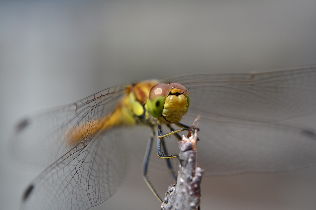 dragonfly nature bug free photo