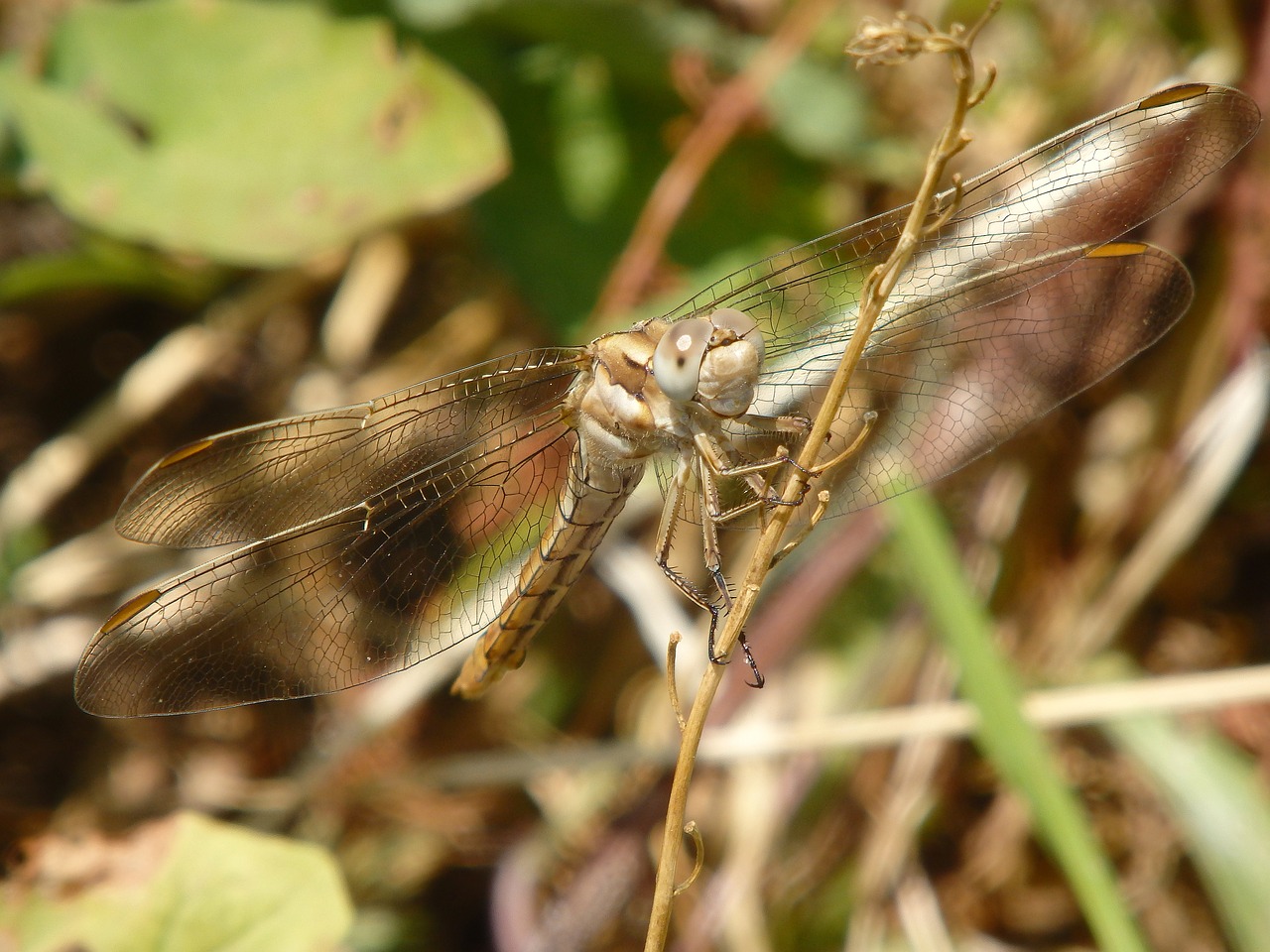 dragonfly animal insect free photo