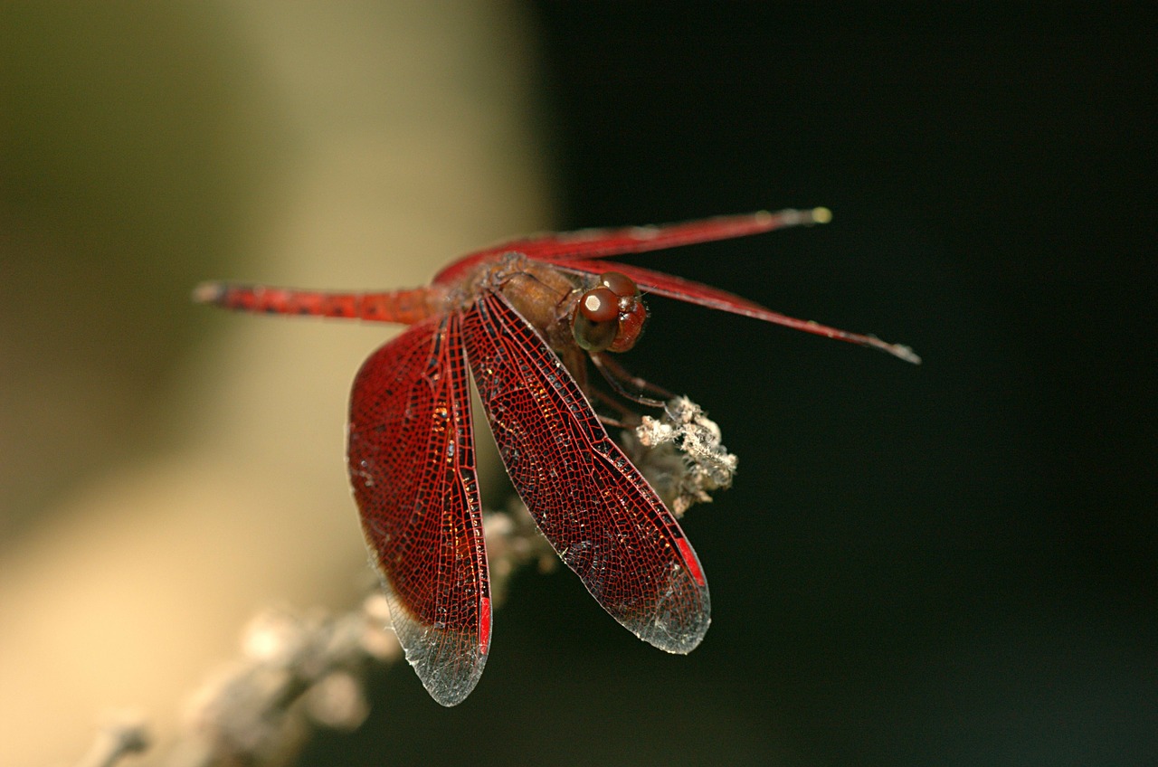 dragonfly insect red dragonfly free photo