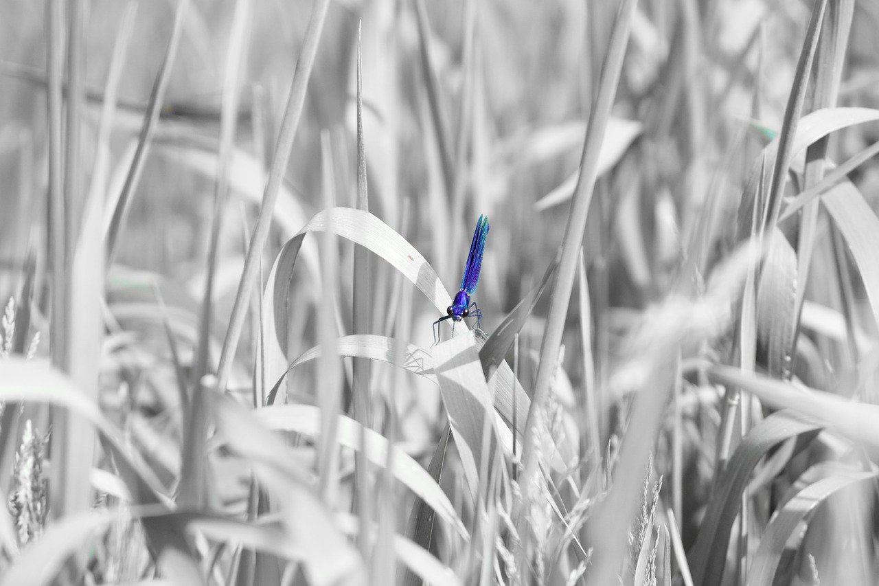 dragonfly spring nature free photo