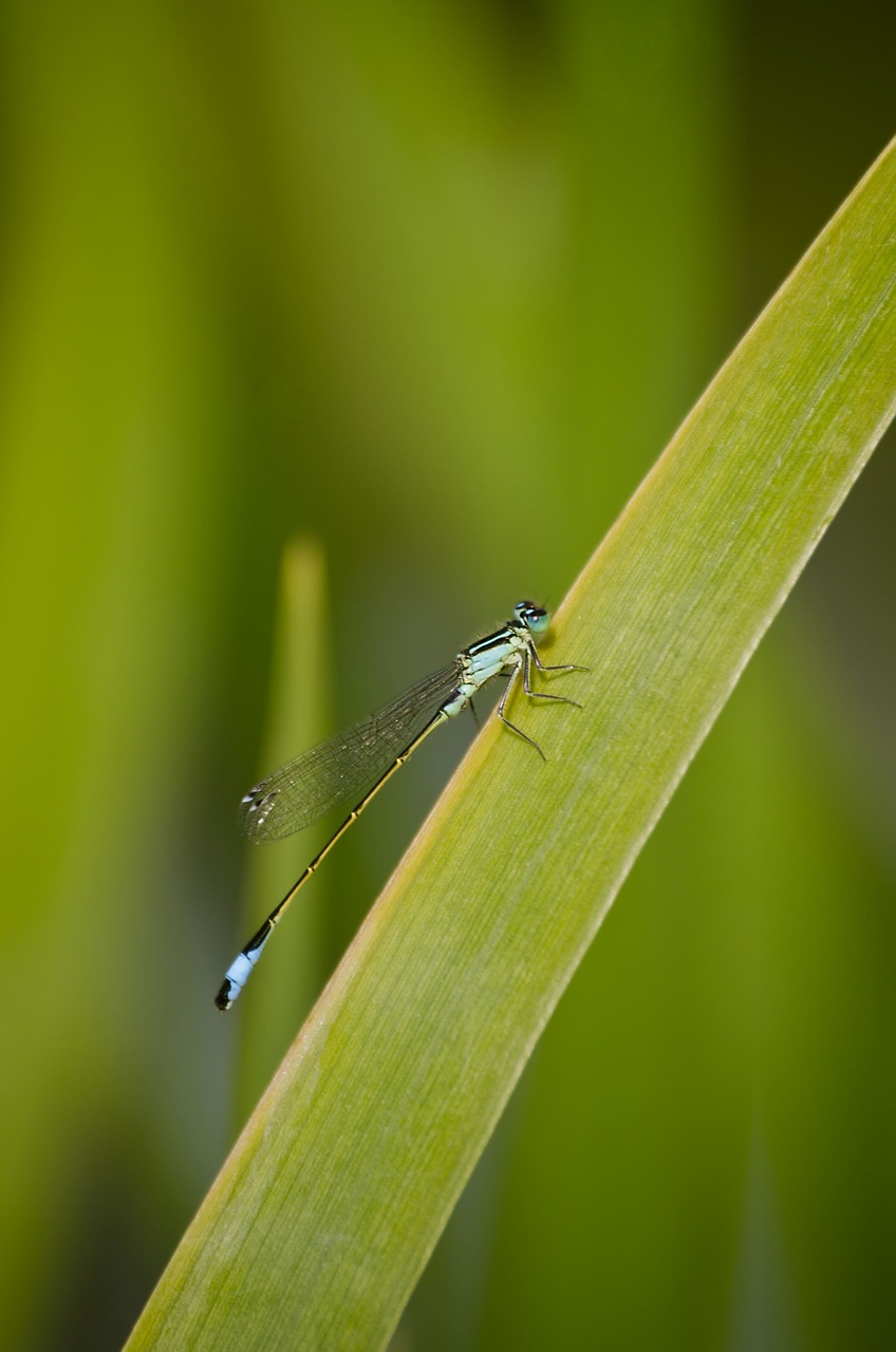 dragonfly grass reed free photo