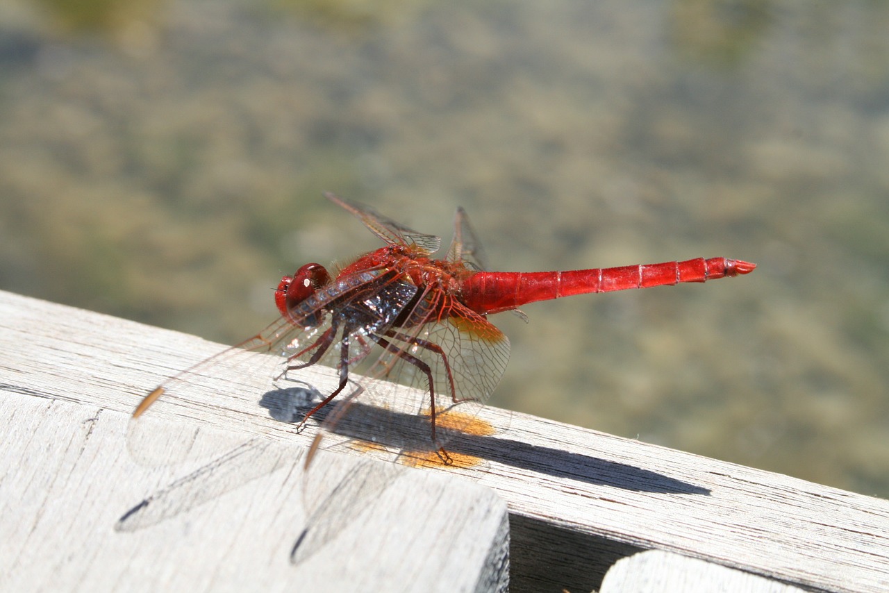 dragonfly insects red free photo