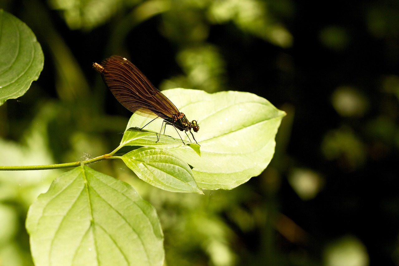 dragonfly insect animal free photo