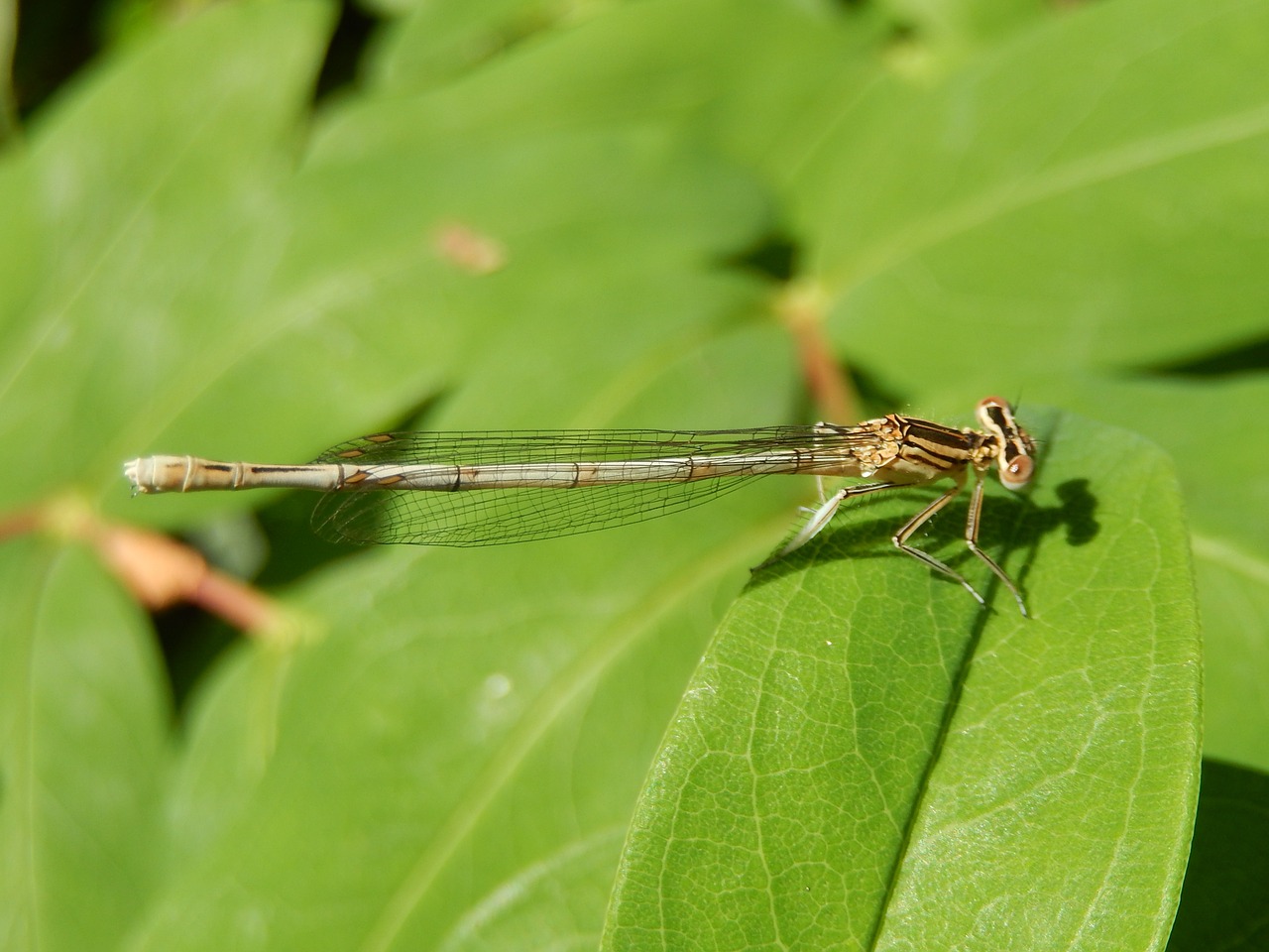 dragonfly insect macro free photo