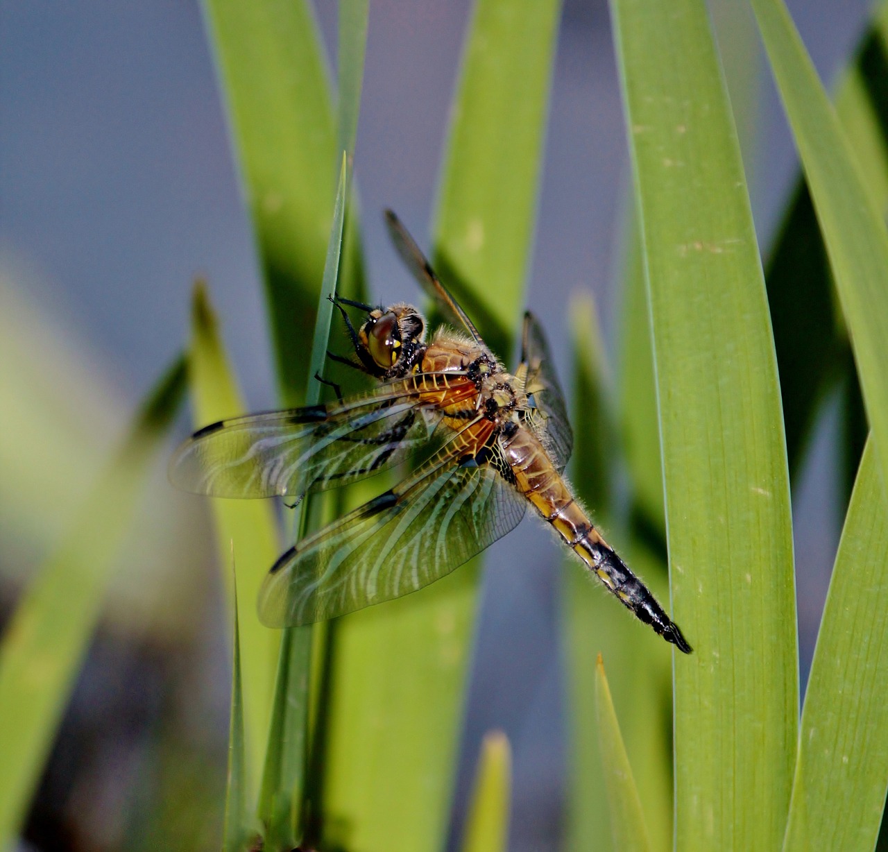 dragonfly at the pond fluegeltier free photo