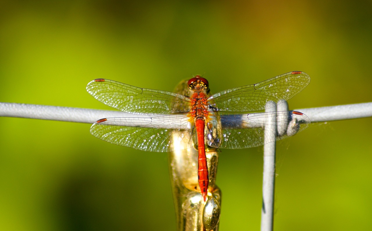 dragonfly red insect free photo