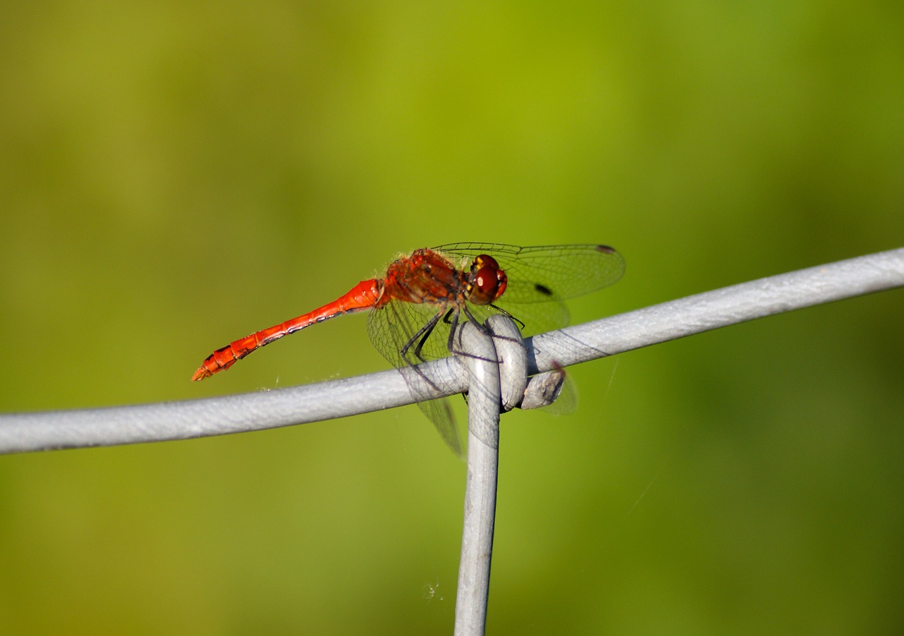 dragonfly red insect free photo