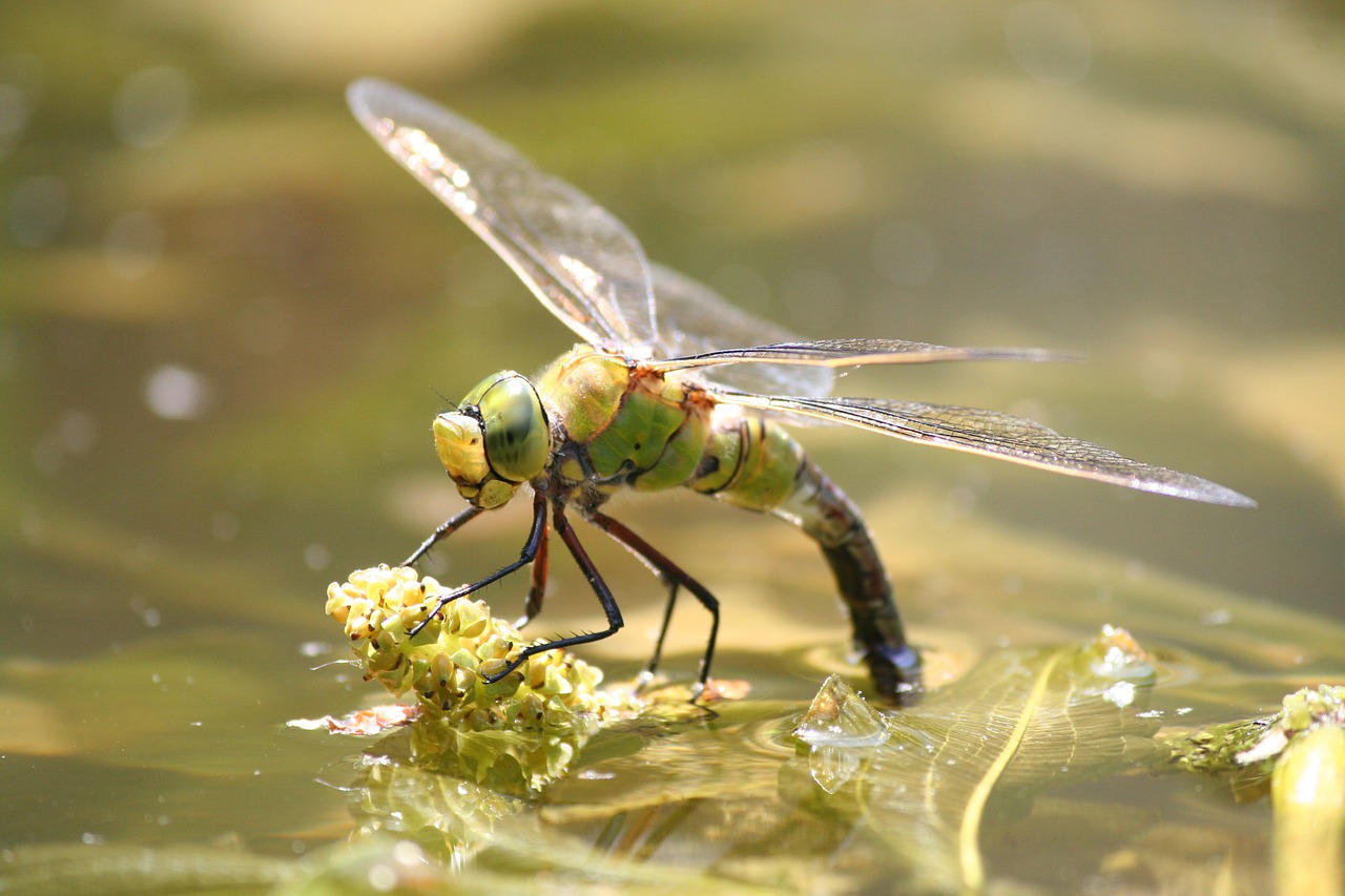 dragonfly bug nature free photo