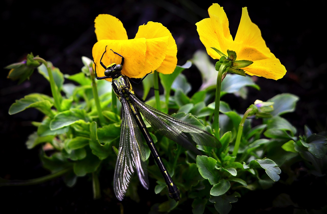 dragonfly wings flowers free photo