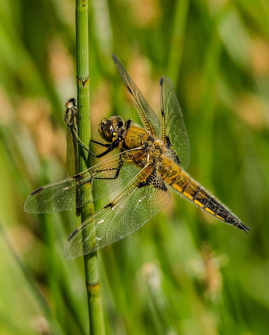 dragonfly insect animal free photo