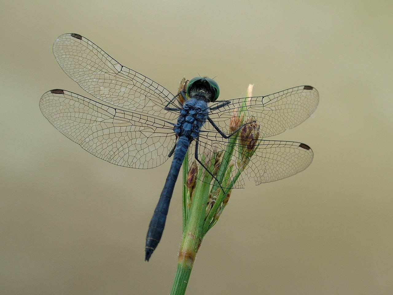 dragonfly insect nature free photo