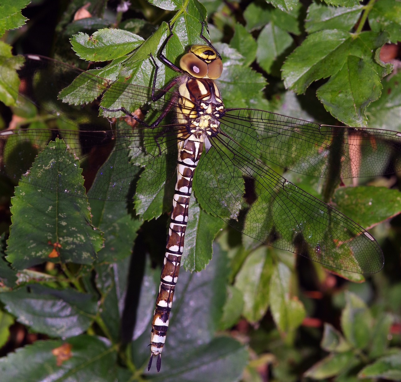 dragonfly insect southern free photo