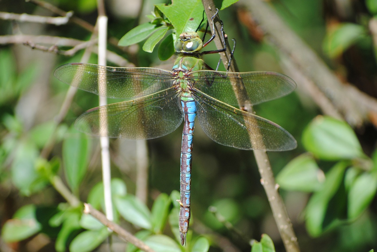 dragonfly nature insect free photo