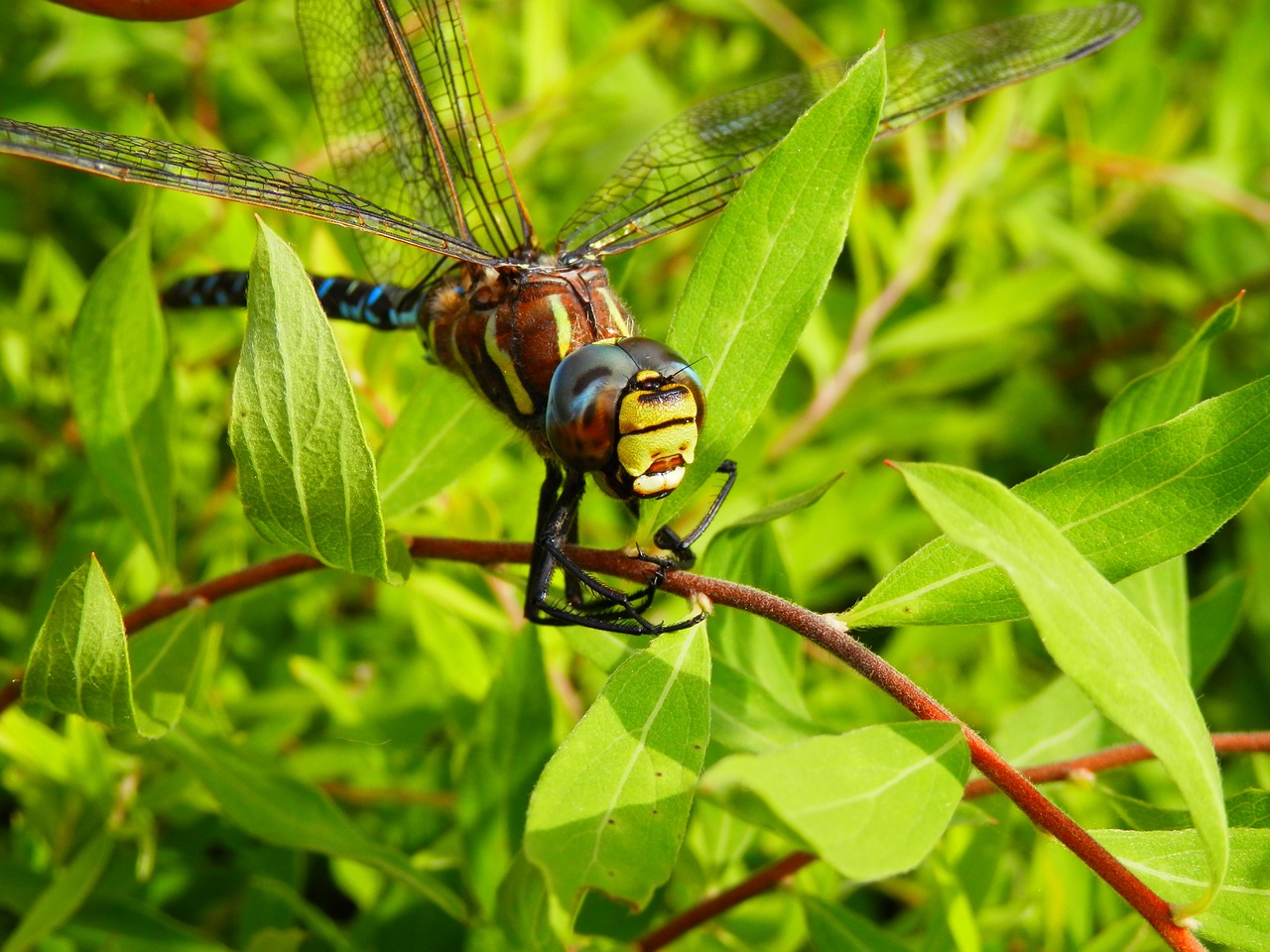 dragonfly outside nature free photo