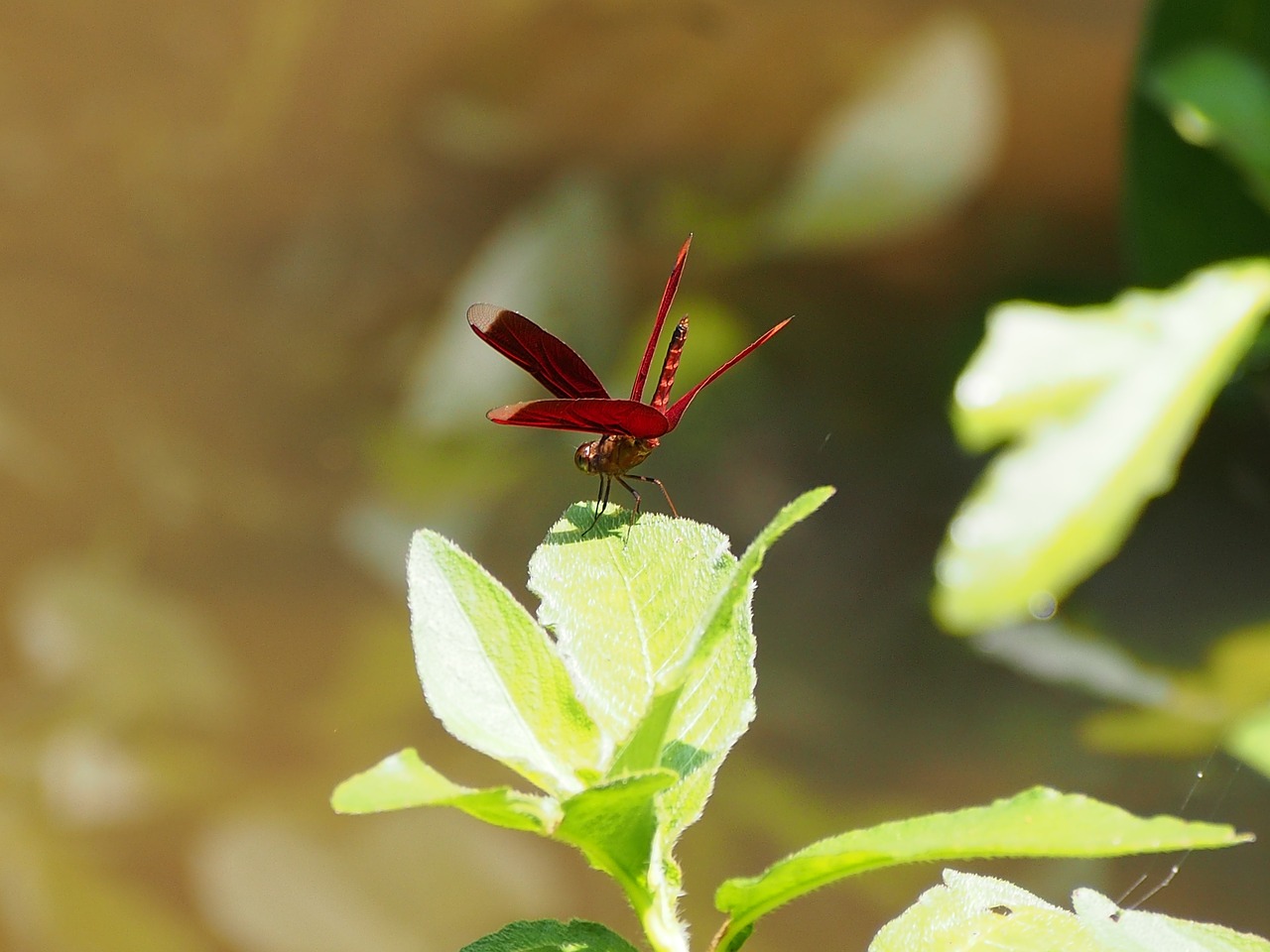 dragonfly red rest free photo
