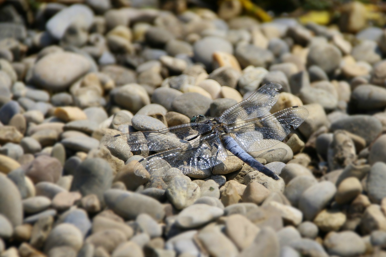 dragonfly nature macro free photo