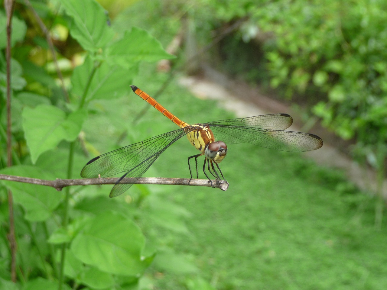 dragonfly insect wings free photo