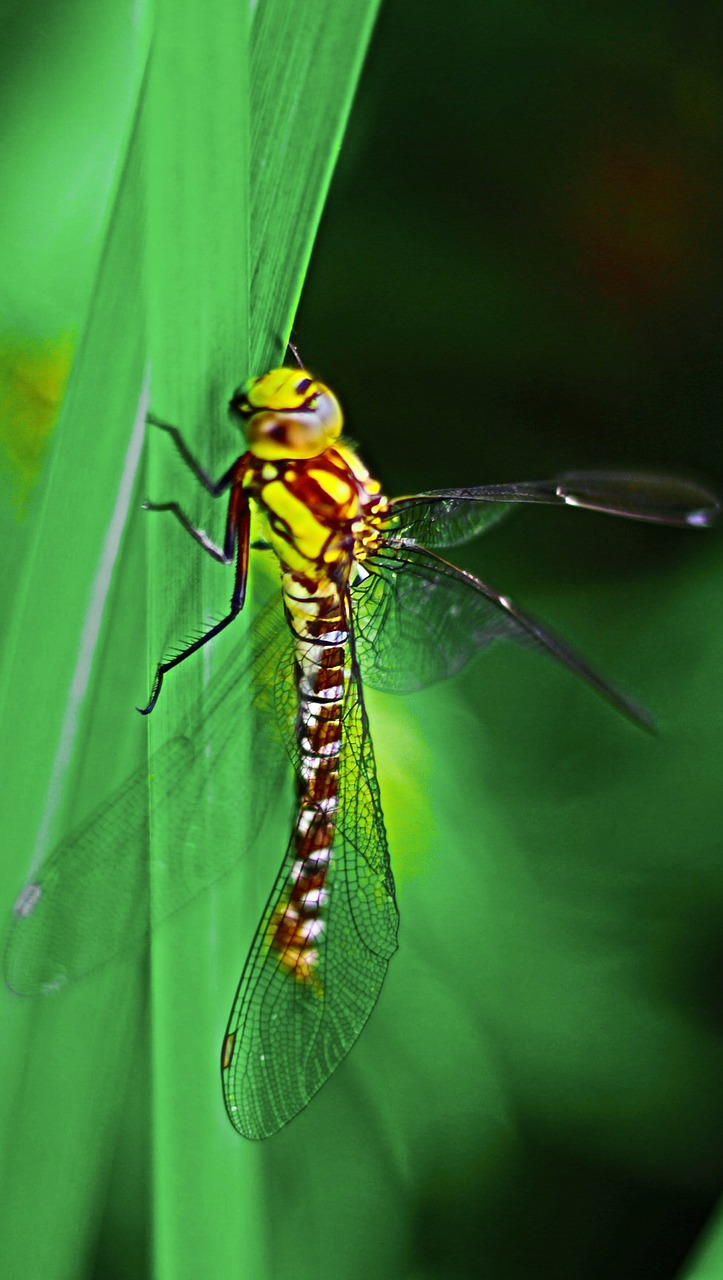 dragonfly insect close free photo