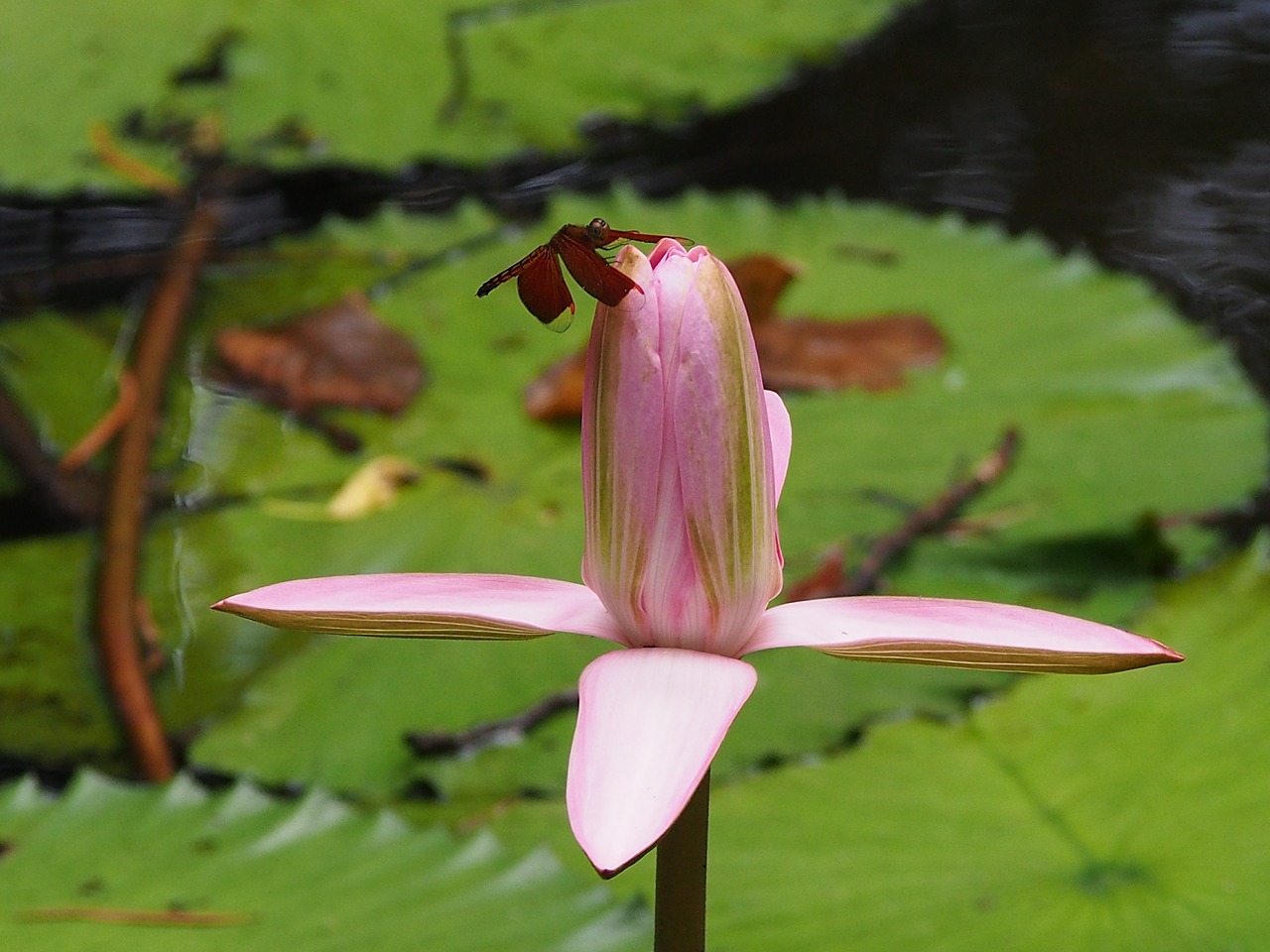 dragonfly lotus 觸 free photo