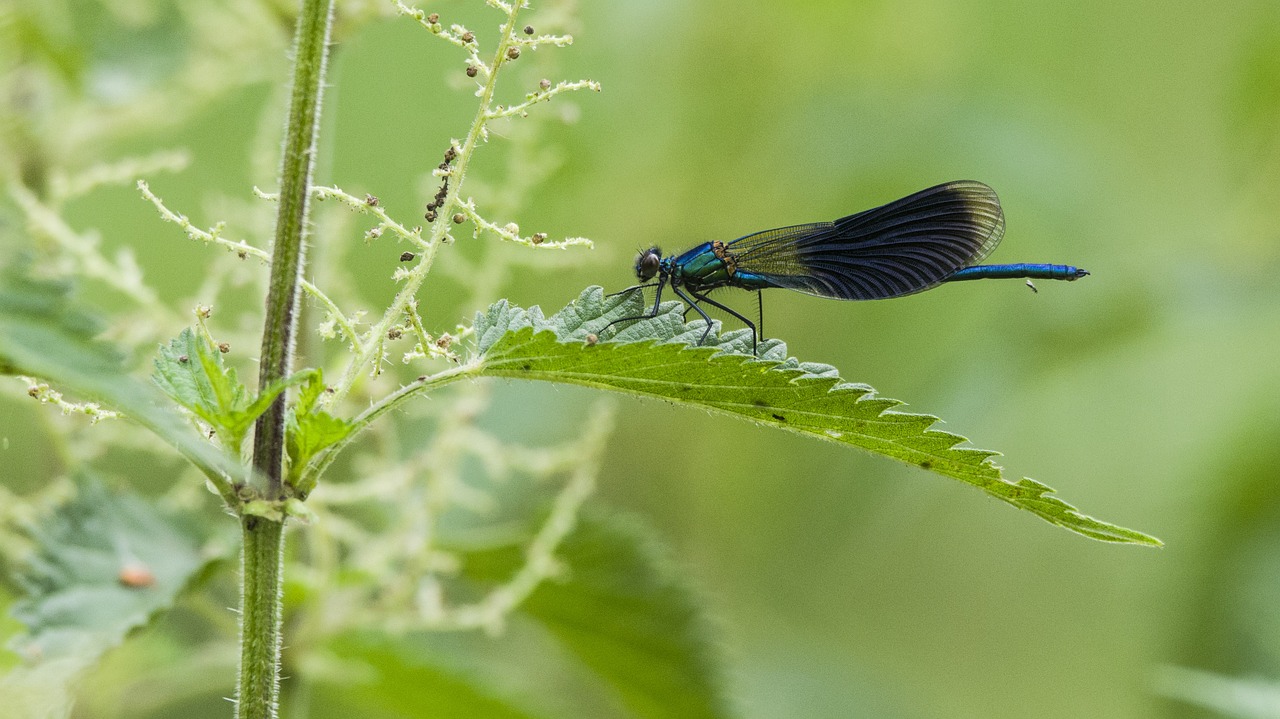 dragonfly nettle plant free photo