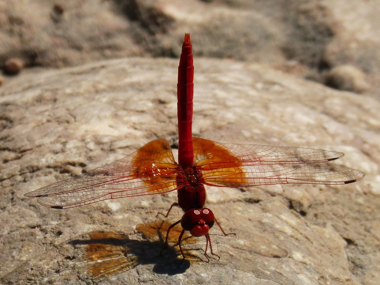 dragonfly red insect free photo