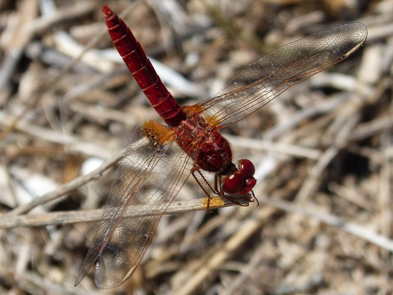 dragonfly ebro delta insects free photo