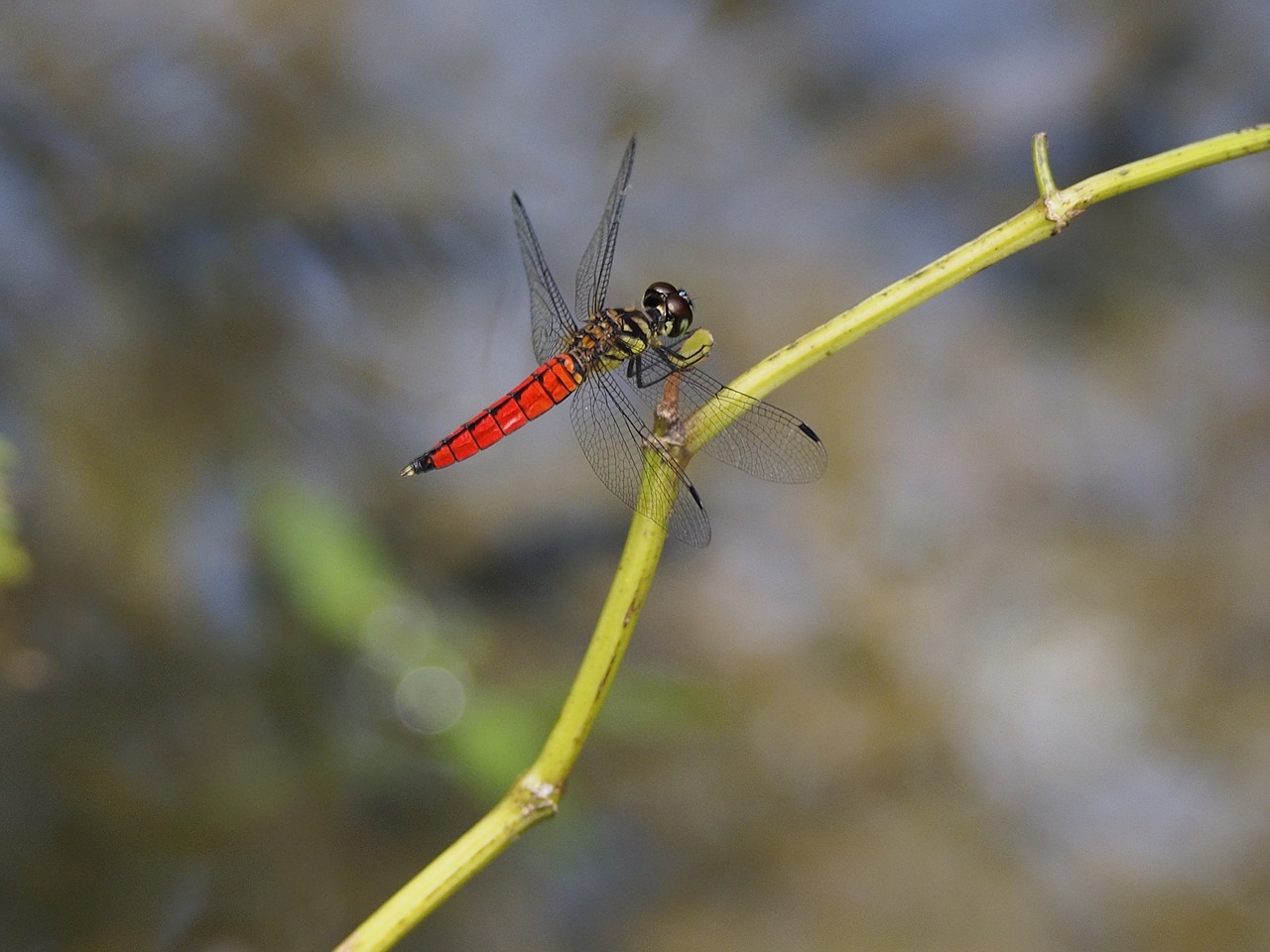 dragonfly red-bellied rest free photo