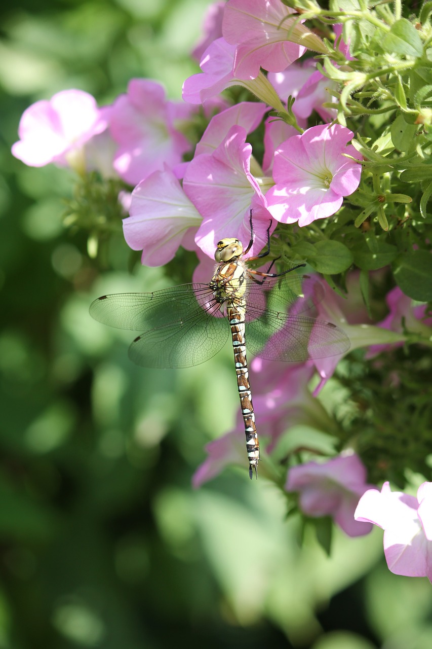 dragonfly blossom bloom free photo