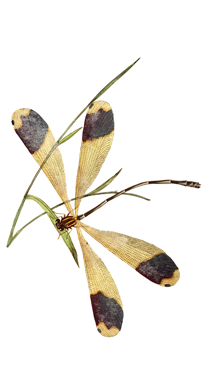 dragonfly insect butterfly free photo