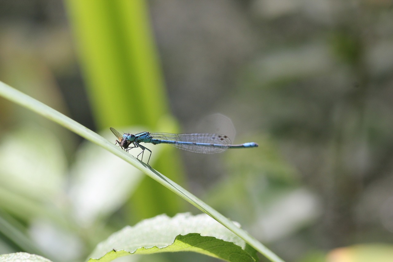 dragonfly blue close free photo
