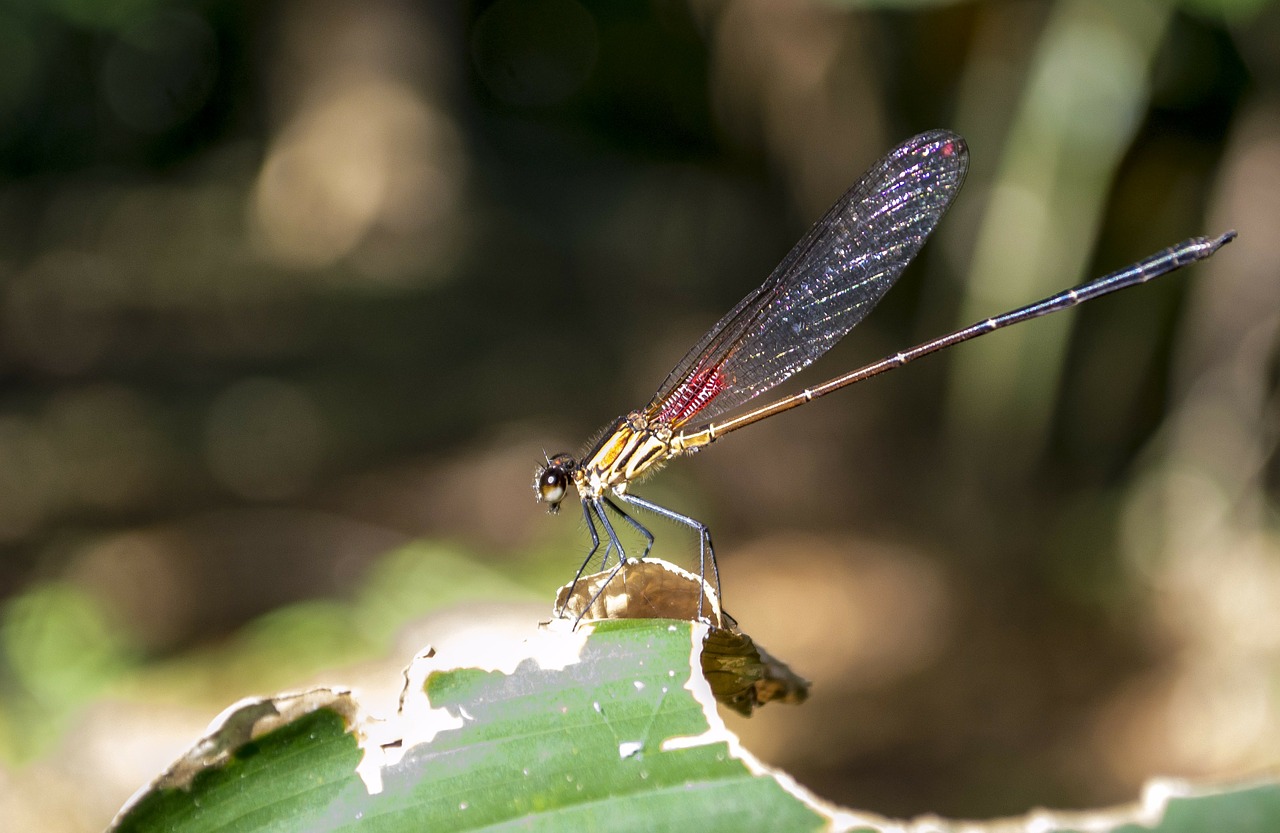 dragonfly ephemeroptera insects free photo