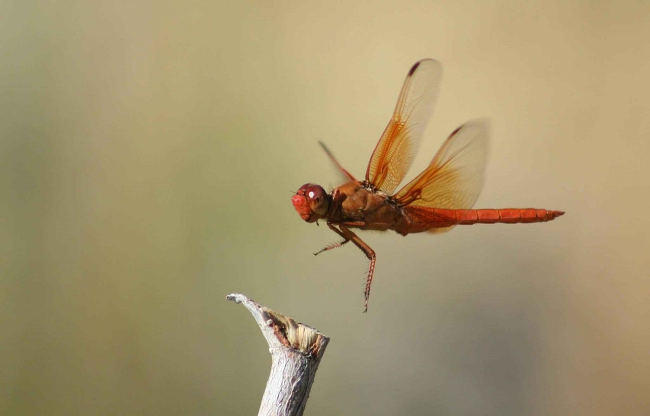 dragonfly flame skimmer insect free photo