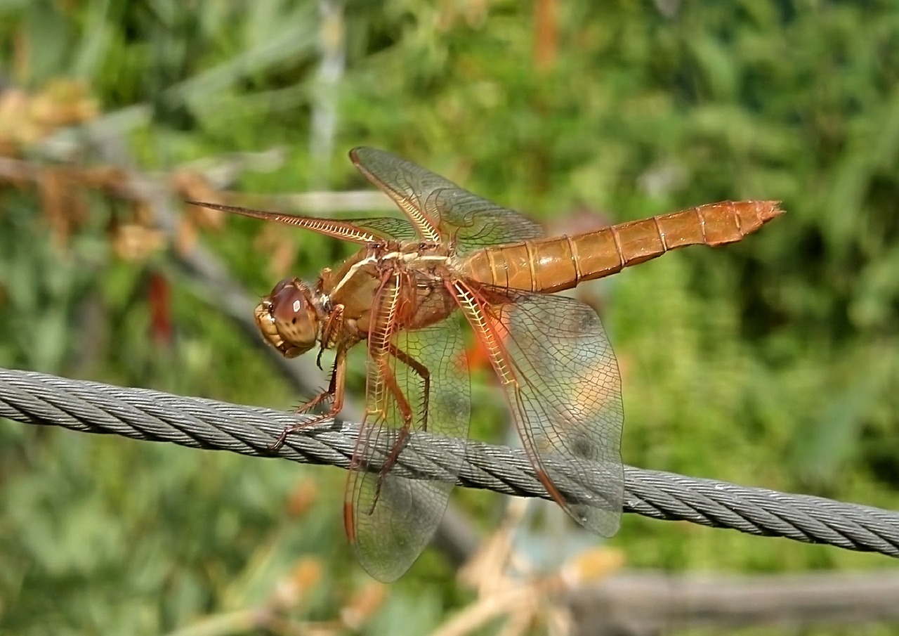 dragonfly flame skimmer insect free photo