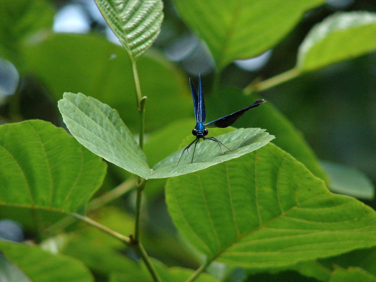 dragonfly insect leaf free photo