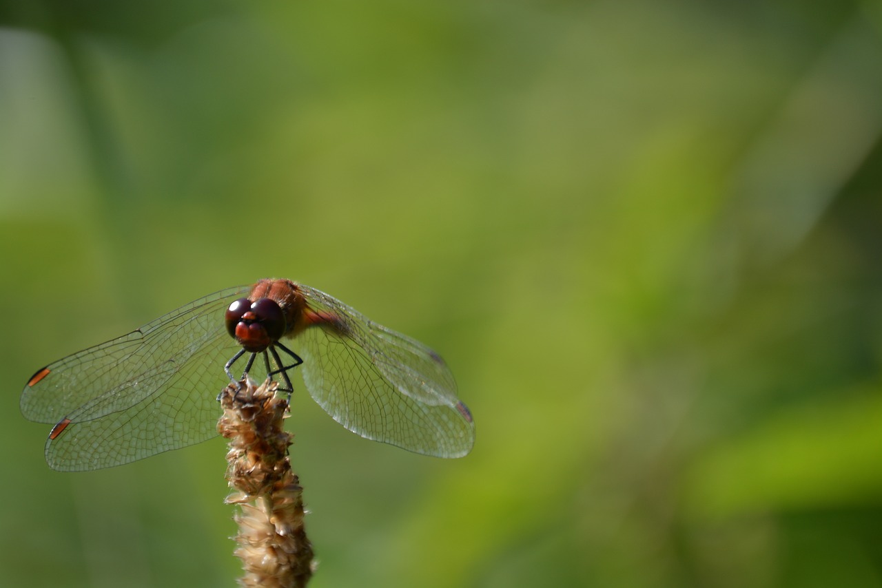 dragonfly green insect free photo