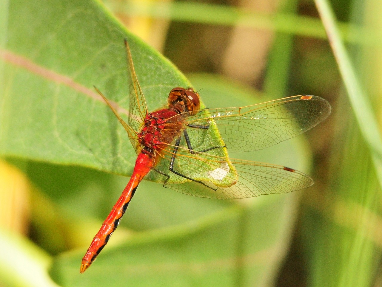 dragonfly macro cherry-faced meadowhawk free photo