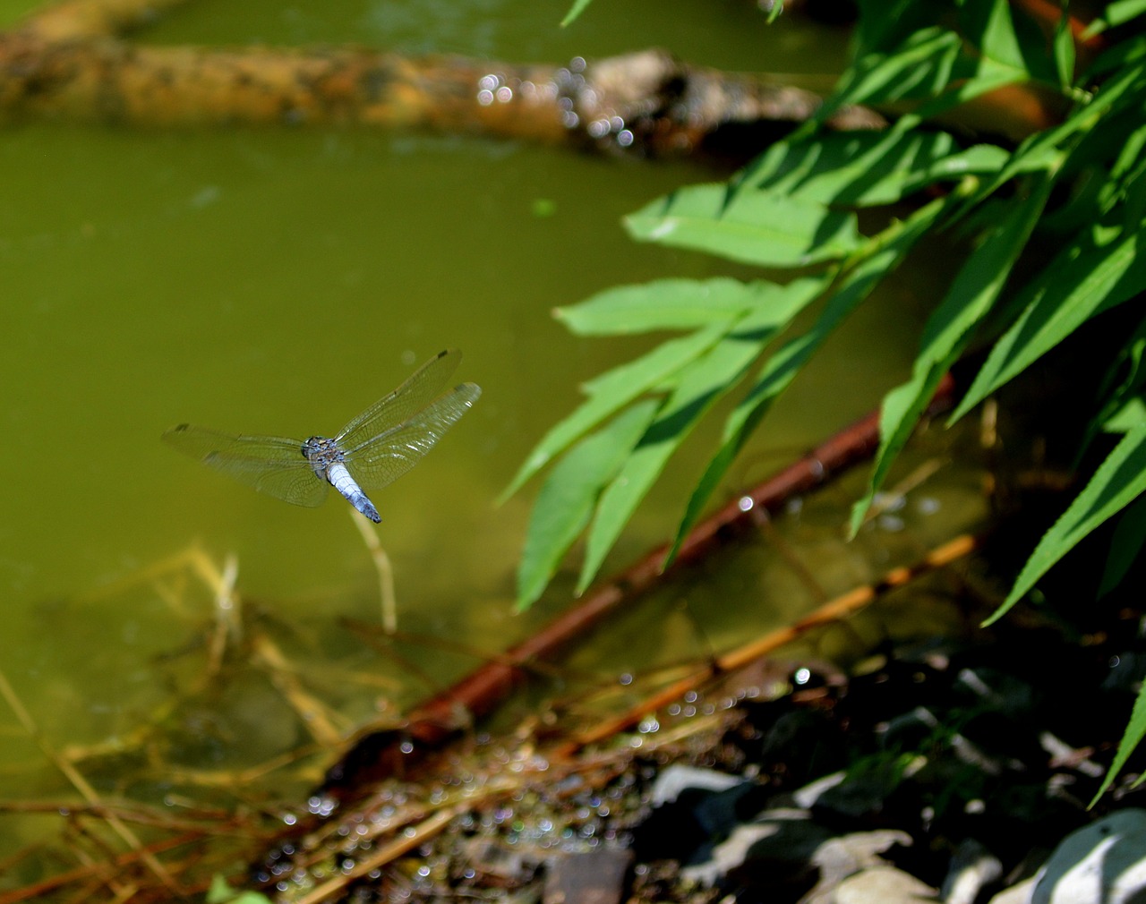 dragonfly lake green free photo