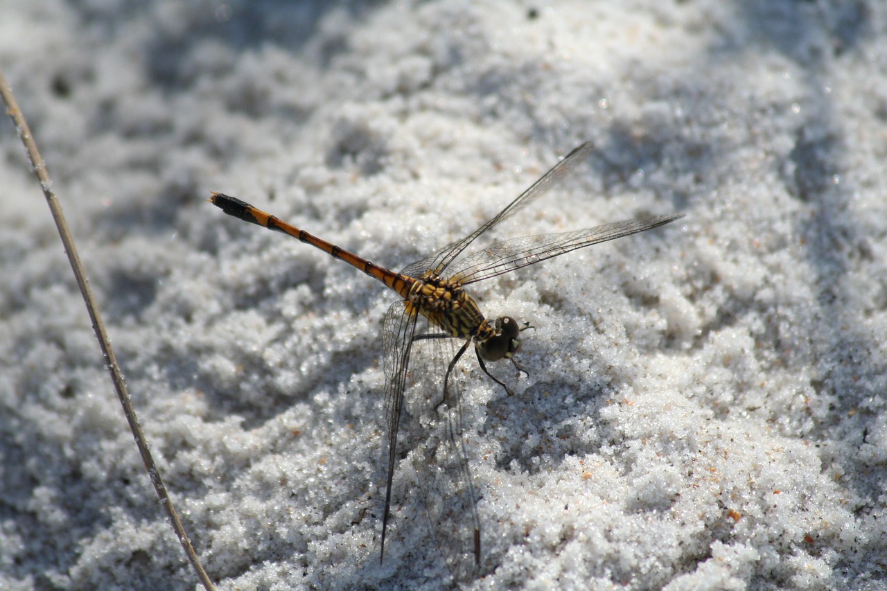 dragonfly insect macro free photo