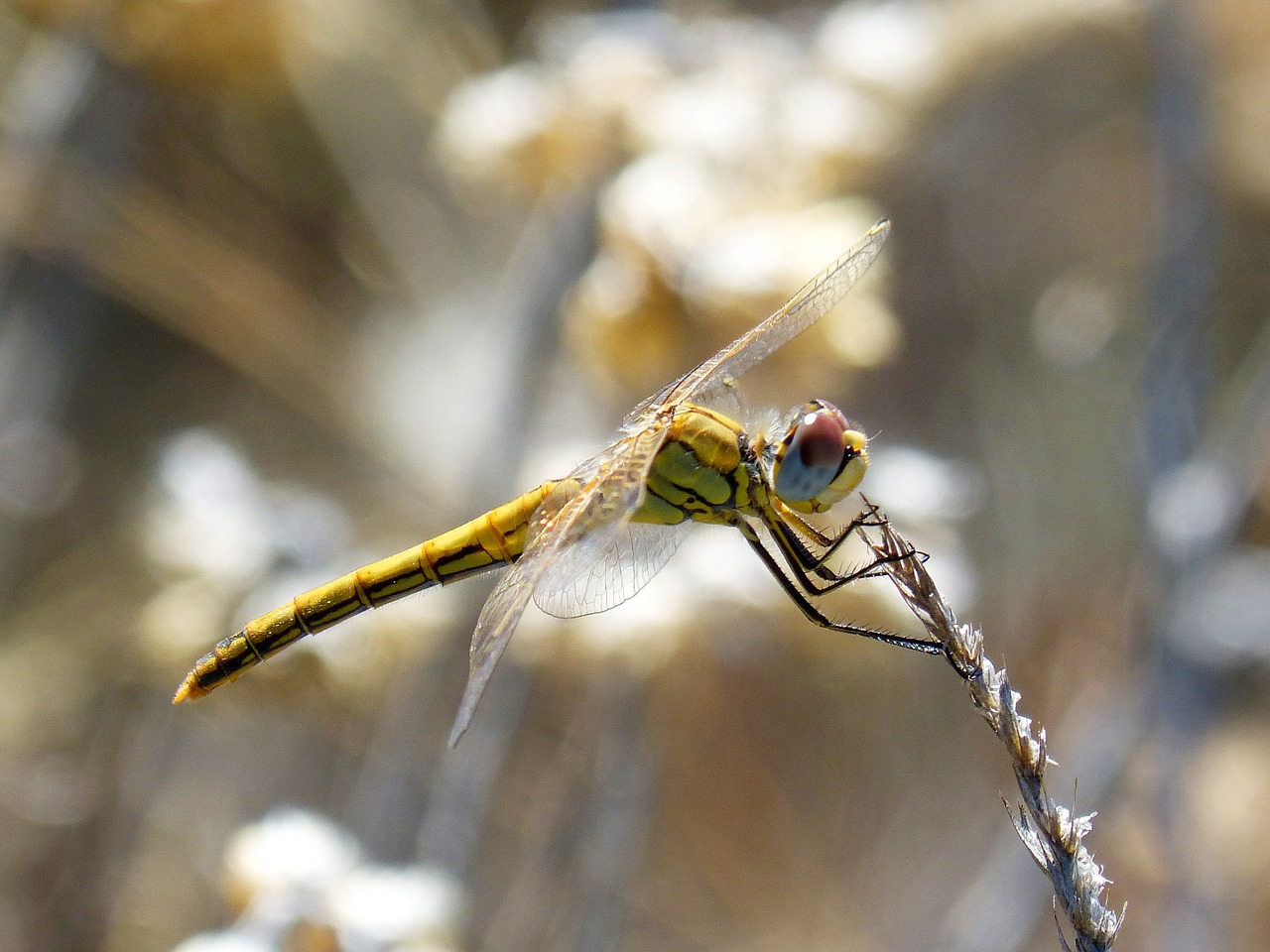 dragonfly insect libelulido free photo