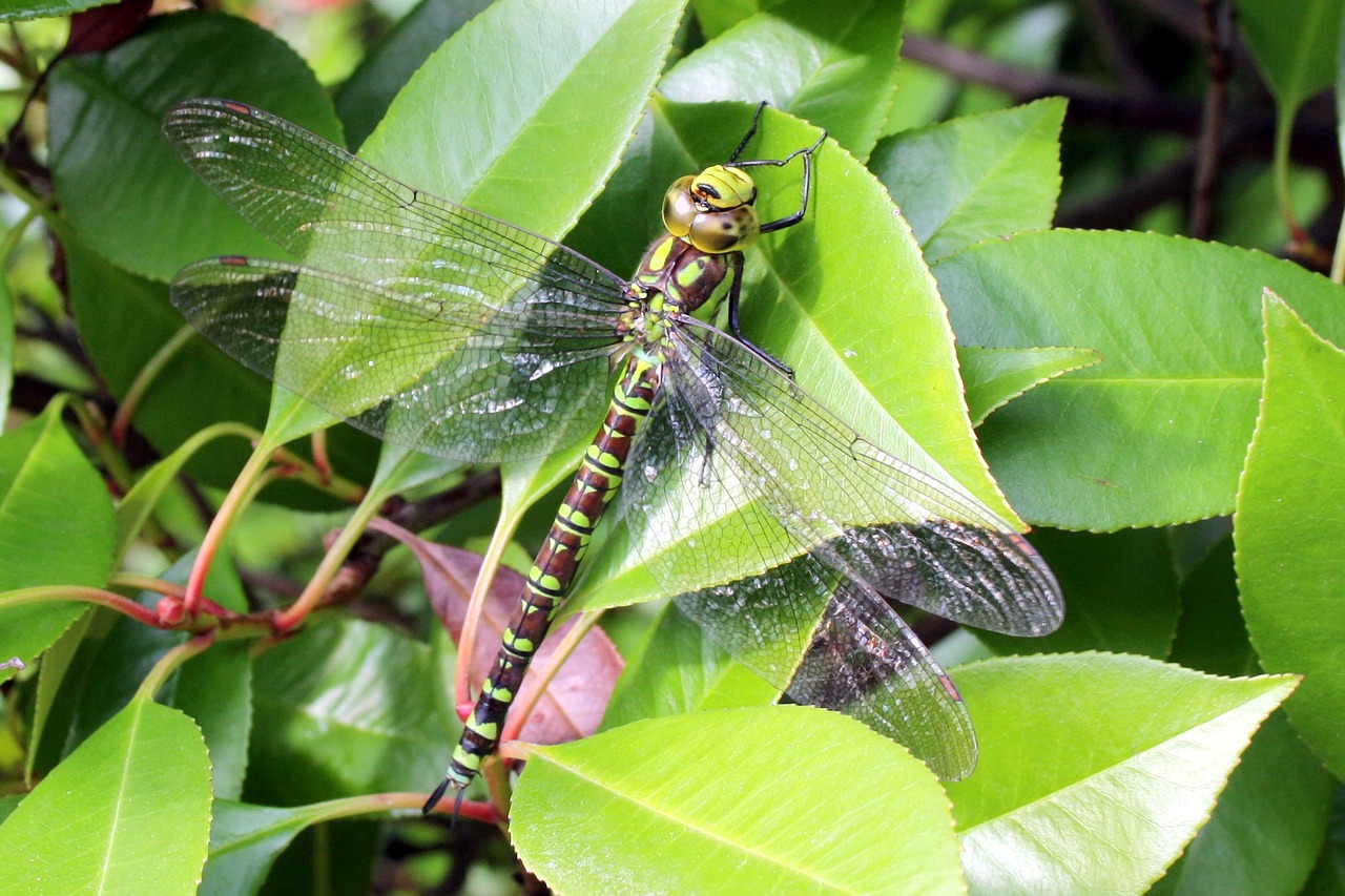 dragonfly insect dragonflies free photo