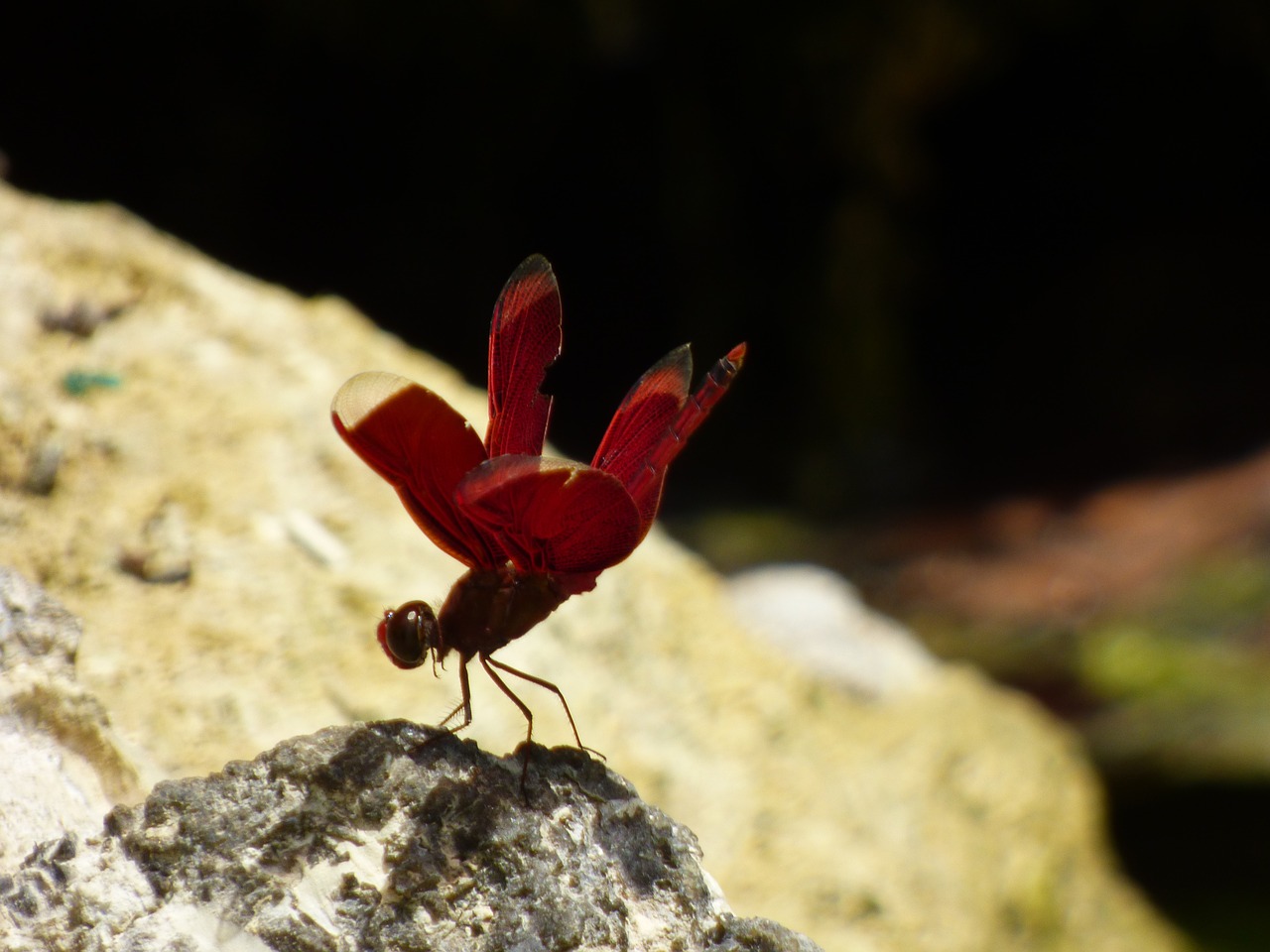 dragonfly red rock free photo