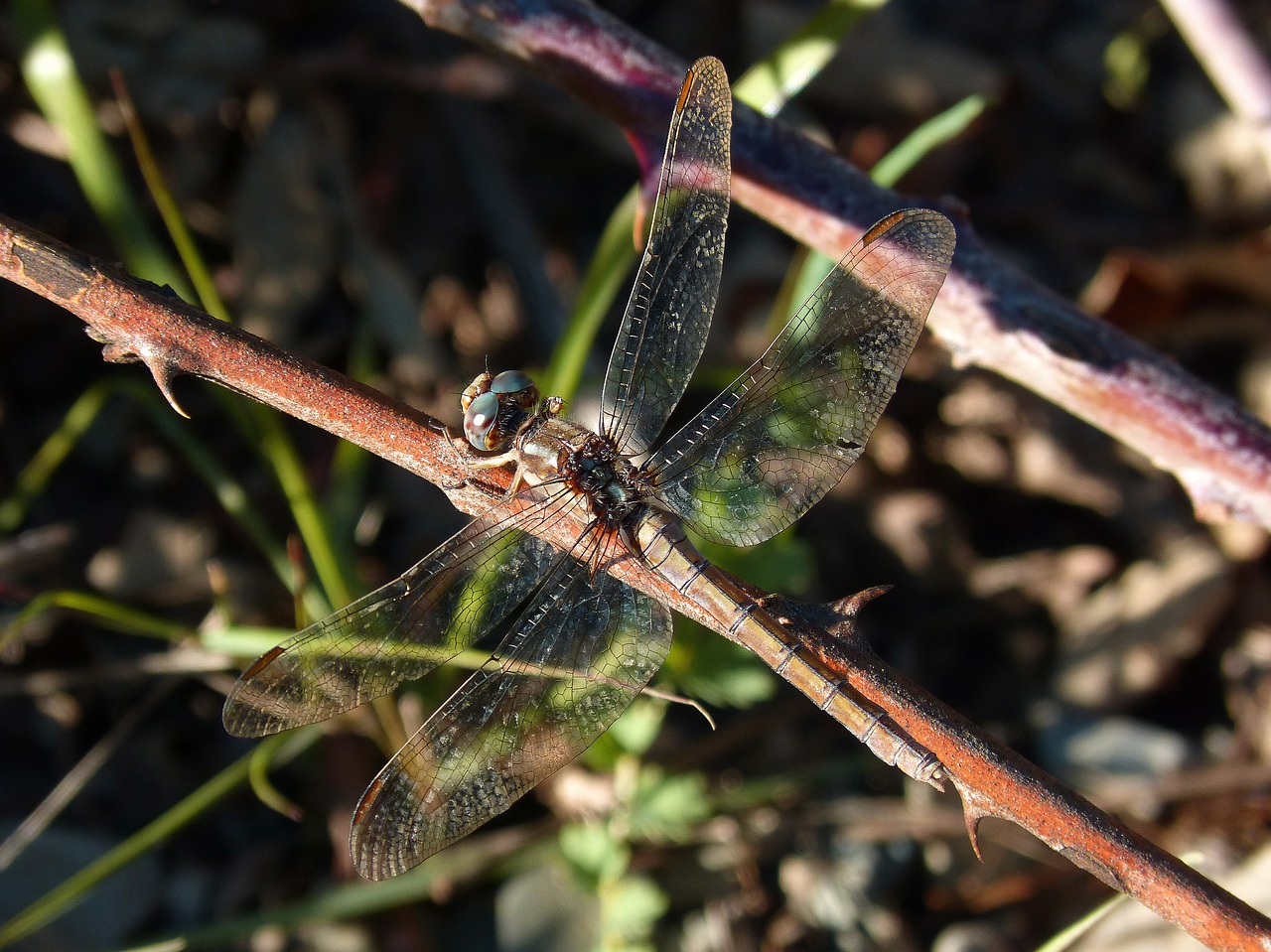 dragonfly branch insect free photo